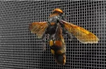 TRADEBASE Fly Screen Insect Black Fiberglass Window Doors Mesh 910mm x 50Metre - Image 6