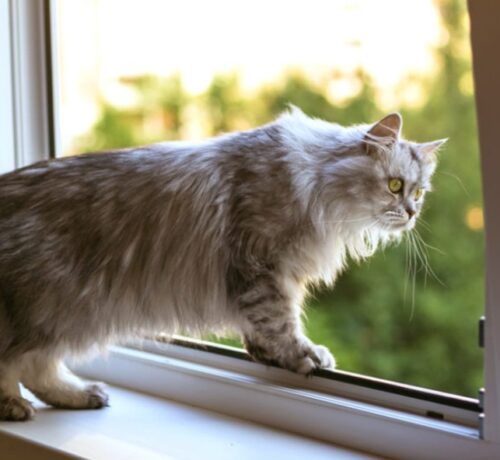 910mm Paw Resist Flyscreen Mesh | Pet Owners  | Cut to size | 1 - 30Metres - Image 6